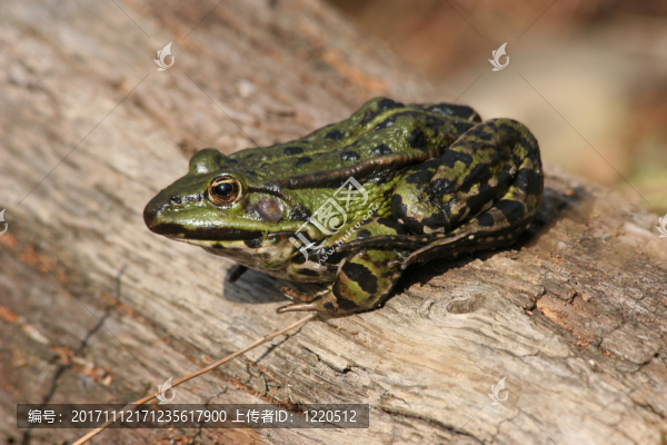 池塘青蛙（pelophylax）