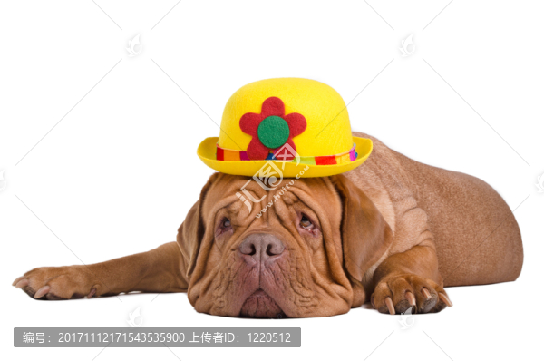 女人