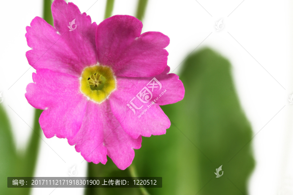 櫻草屬sumpfprimel