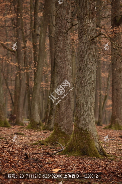 herbstwald