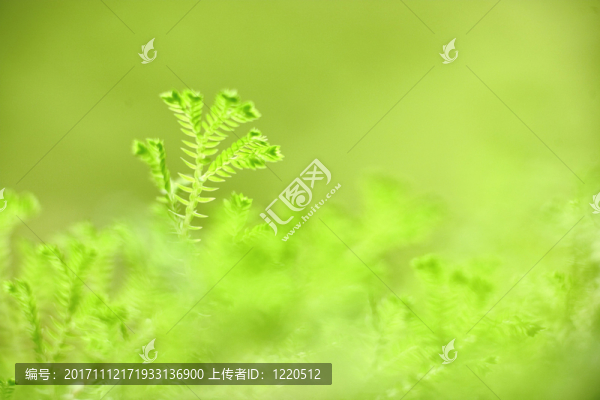 美麗的