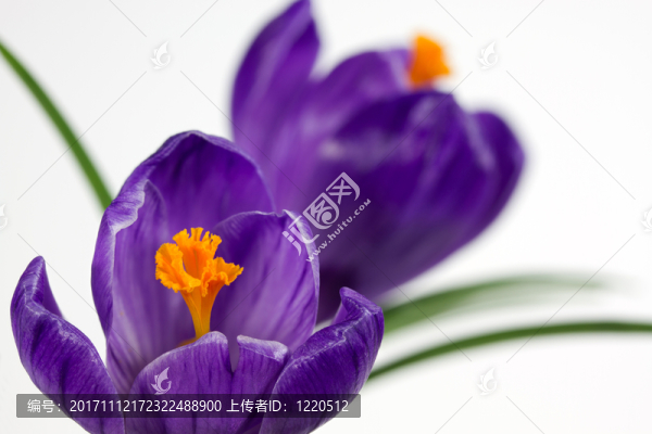 開(kāi)花的番紅花