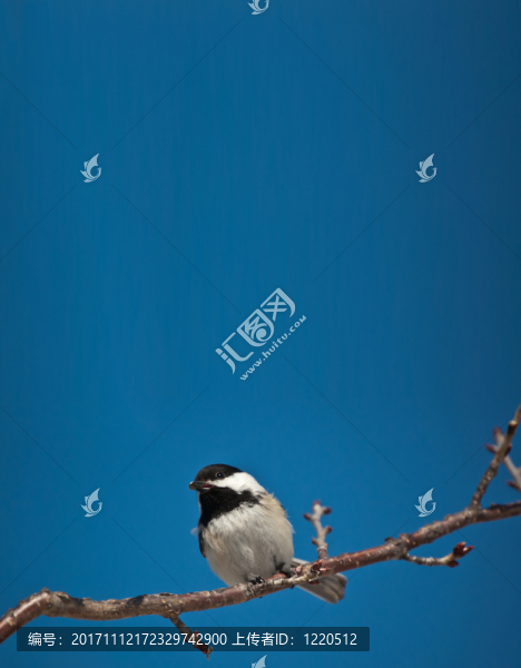 動(dòng)物