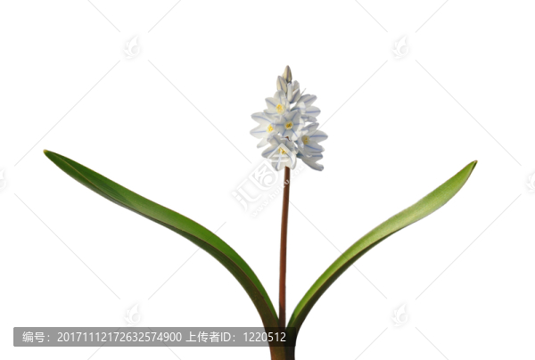 可選擇的
