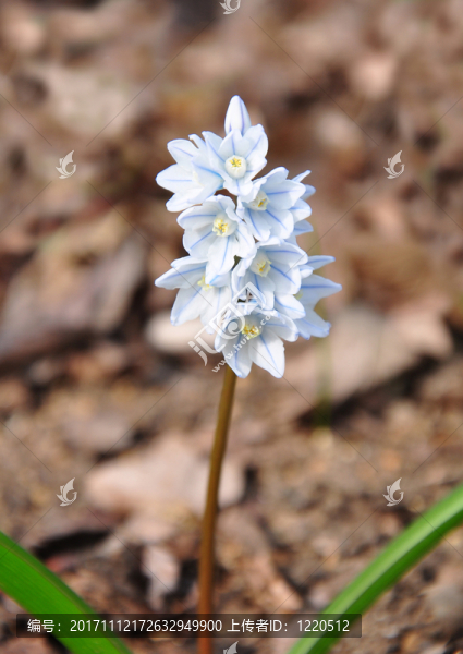 puschkinie（puschkinia,scilloides）
