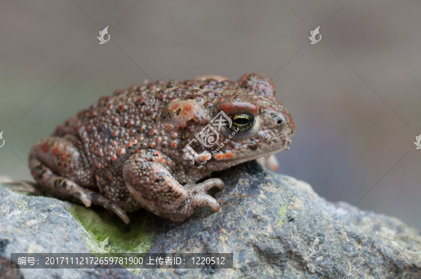 蟾蜍calamita