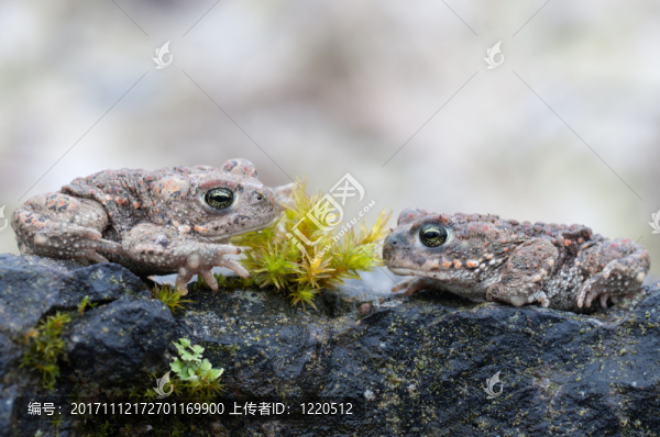 蟾蜍calamita