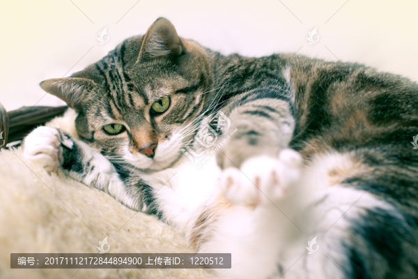 肥貓