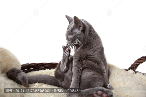 俄羅斯藍