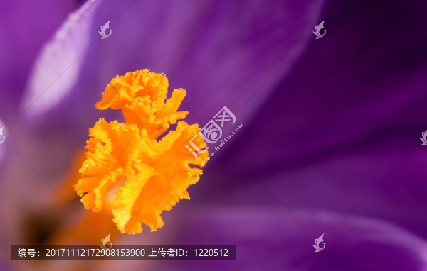 番紅花屬