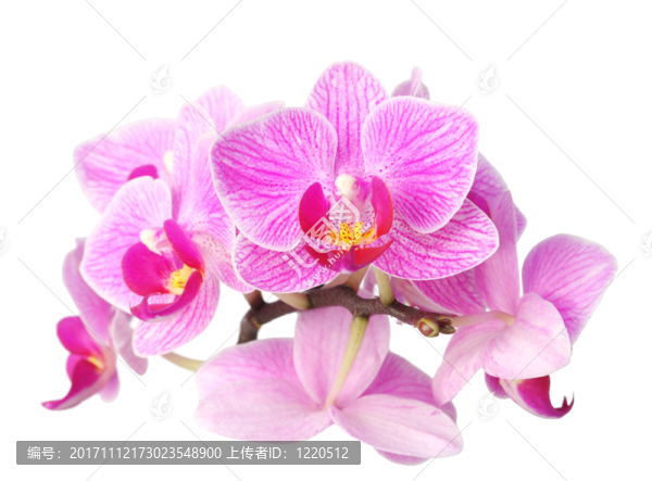 花園