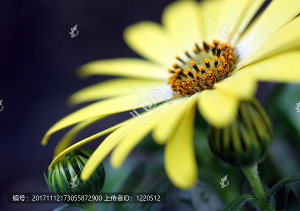 kapk?rbchen[osteospermum]