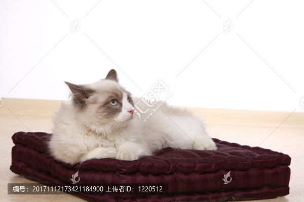 動(dòng)物