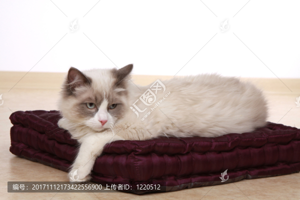 純種貓布娃娃