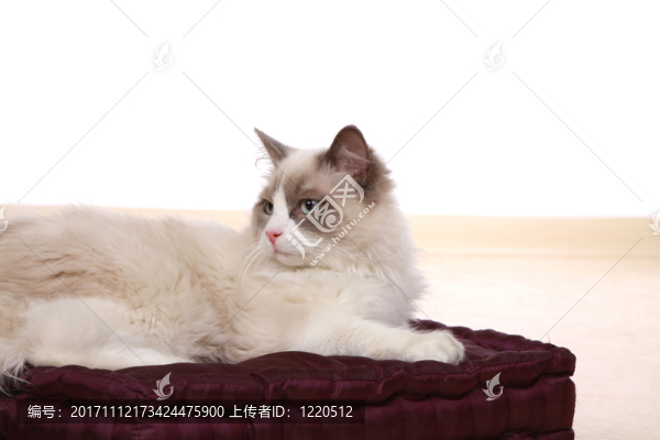 動(dòng)物