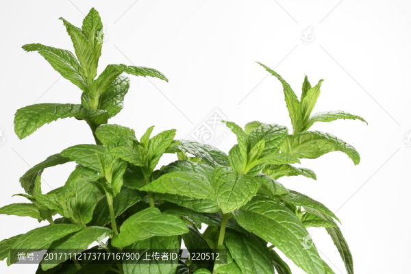 薄荷