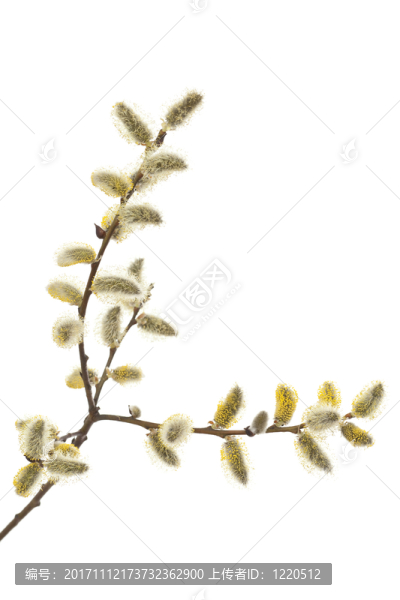 樹