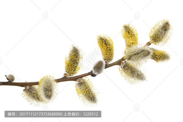 樹