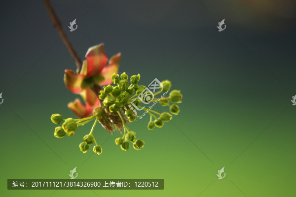 樹(shù)