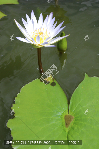 白蓮花在池塘里