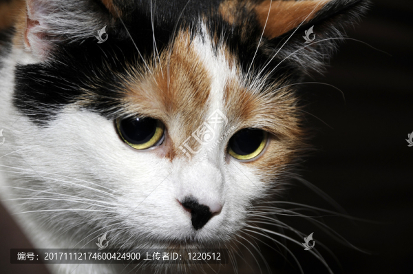 動物