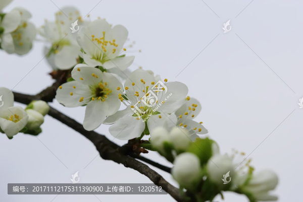 樹