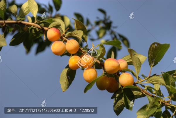 食物