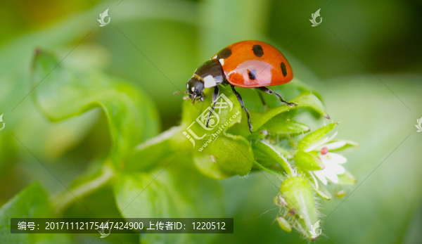 昆蟲
