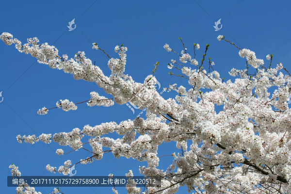 藍(lán)色