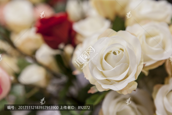 室內(nèi),花卉,玫瑰花,花束