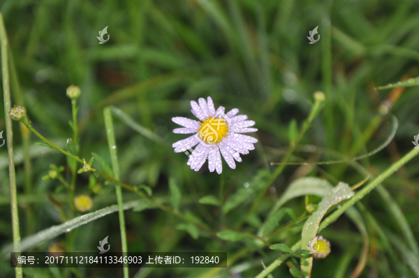 花開