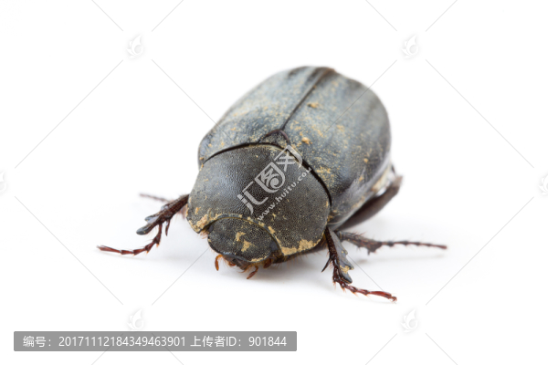 巨鋸陶鍬甲