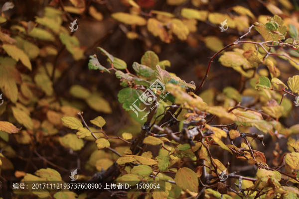 紅葉