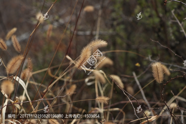 狗尾草