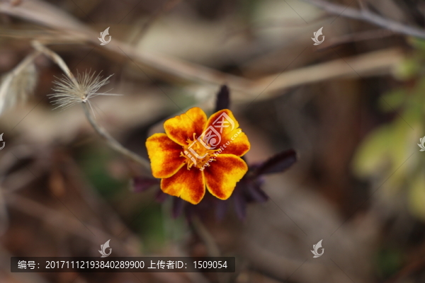 野花