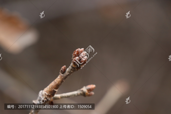 樹芽