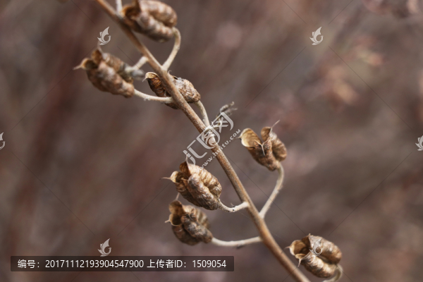 野生芝麻