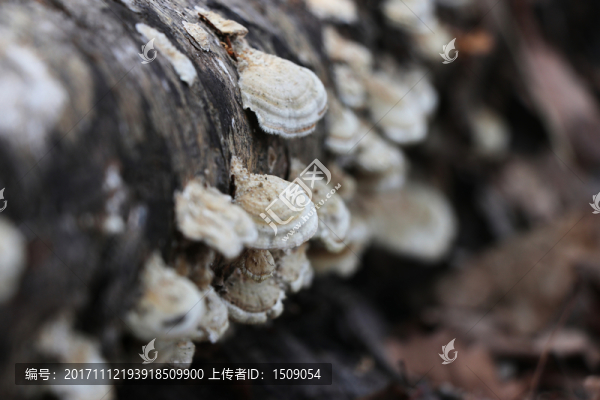木耳