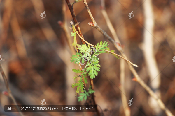 秋葉