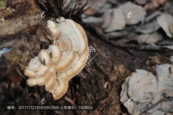 木耳