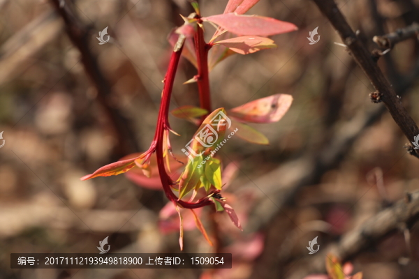 新葉