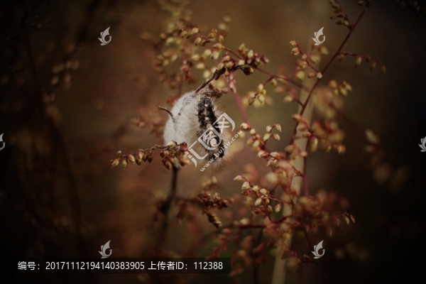 蟲子,毛毛蟲