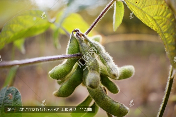 黃豆,大豆,豆子,豆角,豆地