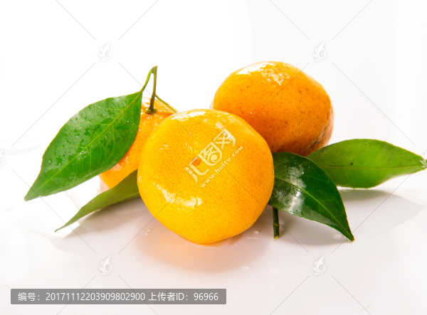 八月桔,蜜桔,桔子
