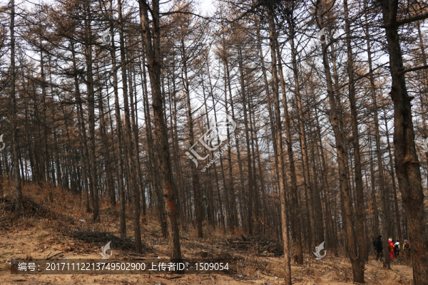 樹林