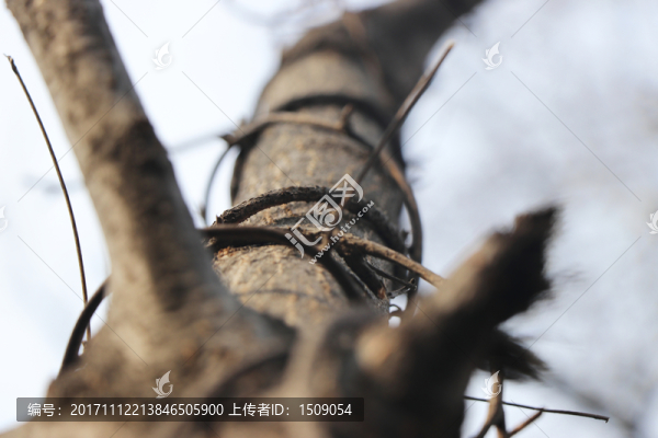 樹(shù)