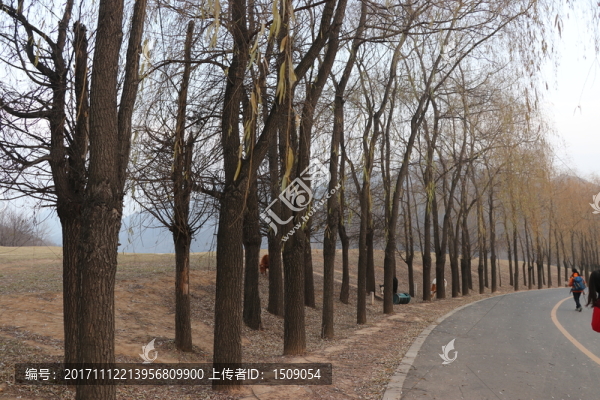 樹林