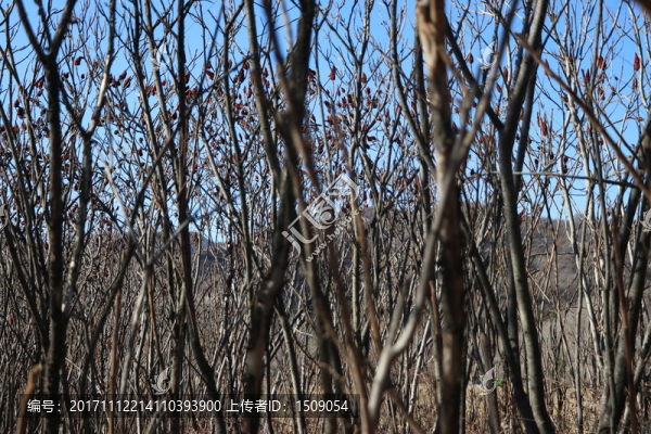 樹枝