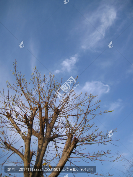 枯樹新枝