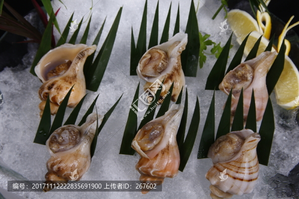 海螺